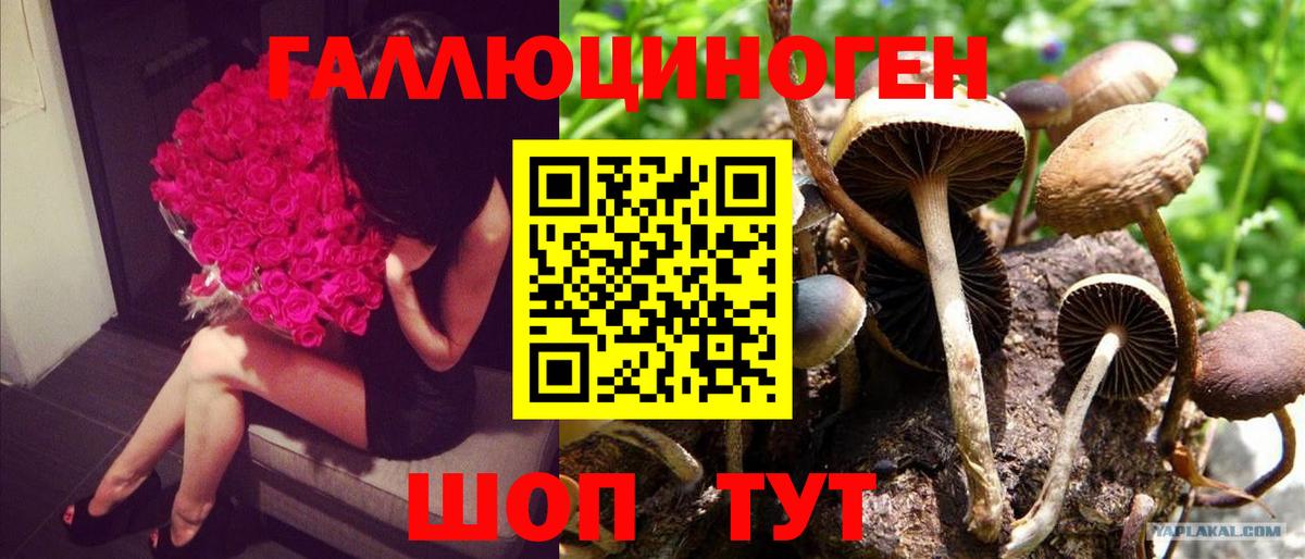 Галлюциногенные грибы Psilocybe Вологда